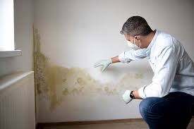 Reliable Minot Af, ND Mold Removal & Remediation Solutions